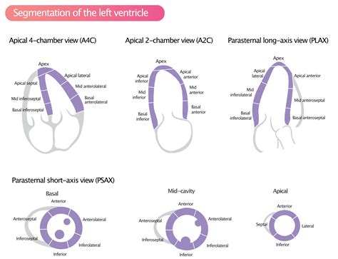 left ventricular wall segments.